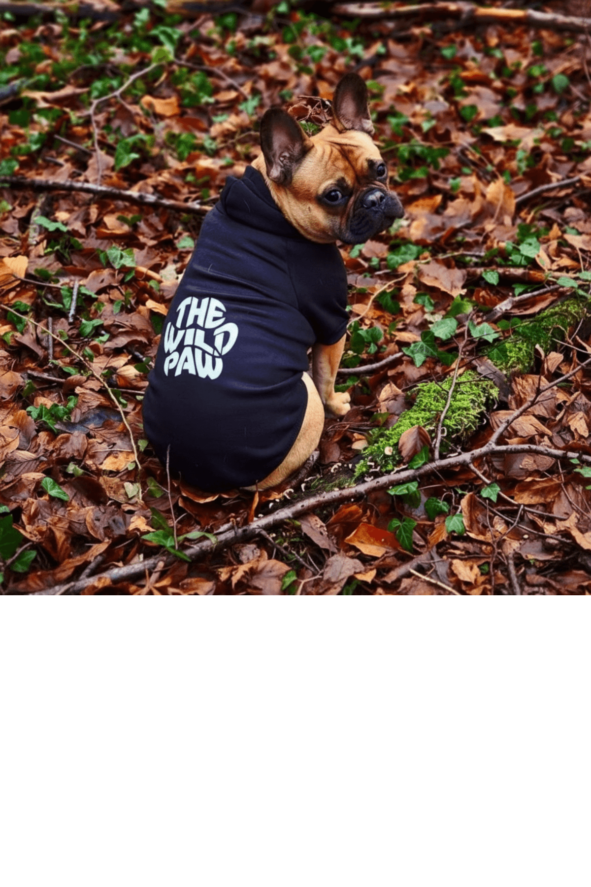 Dog wearing a black Terrain Trek Hoodie from The Wild Paw brand in a forest setting