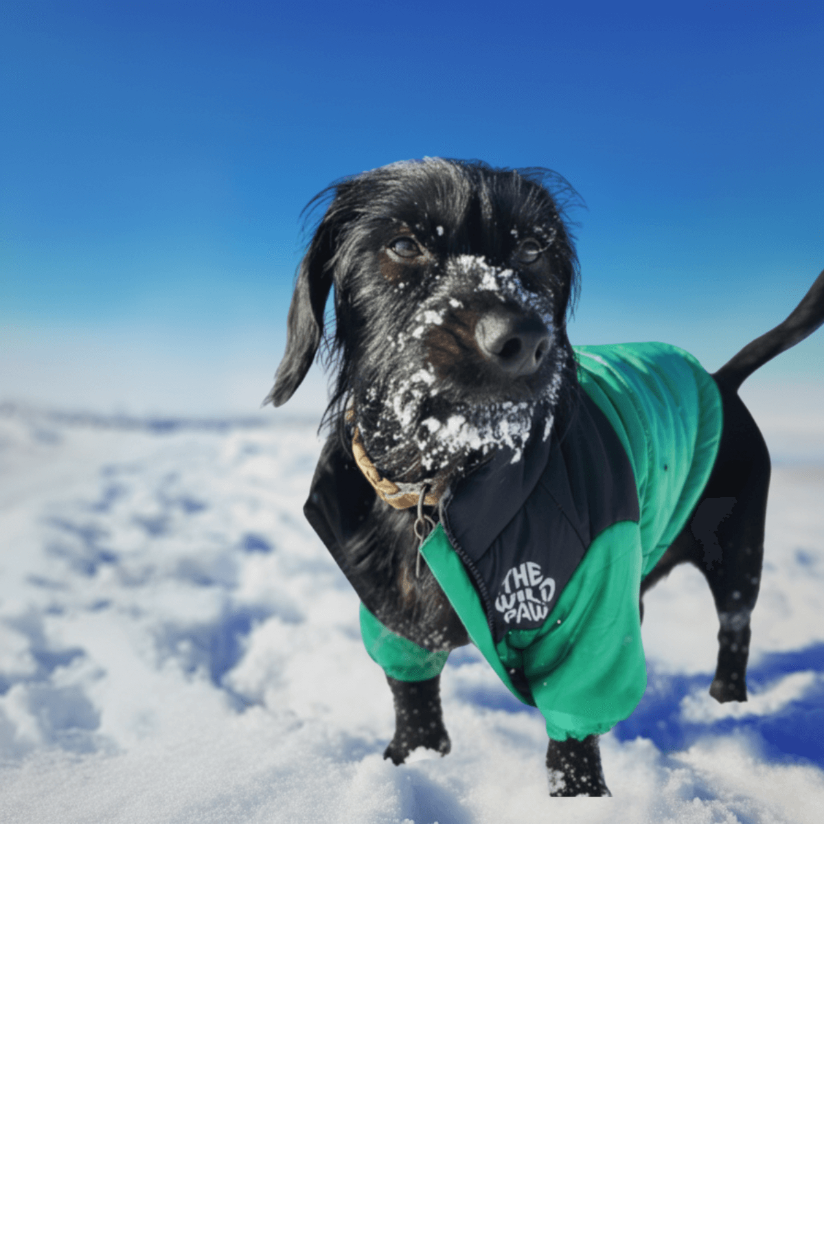 Dog in Highlander Insulated Jacket from The Wild Paw standing in the snow with a blue sky background